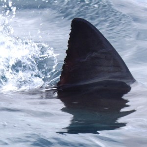 Helicopter shark patrols to begin along Perth beaches